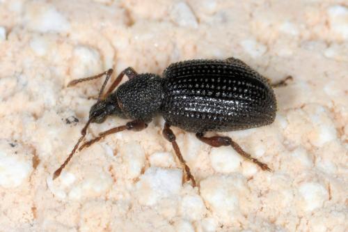Otiorhynchus ligneus